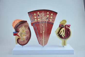 Inkstai, nephron ir glomerular modelis medicinos mokymo inkstų anatomijos modelis