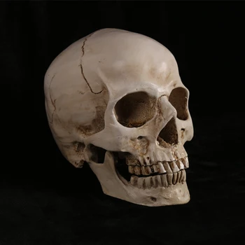 meno mokymo eskizavimo kaukolės anatomijos struktūros modelis 1:1 dydžio žmogaus kūno modelis